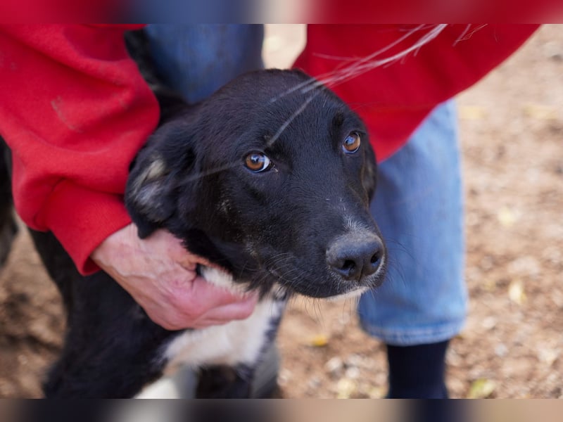 Darios, Dakis und Damon suchen ein Zuhause