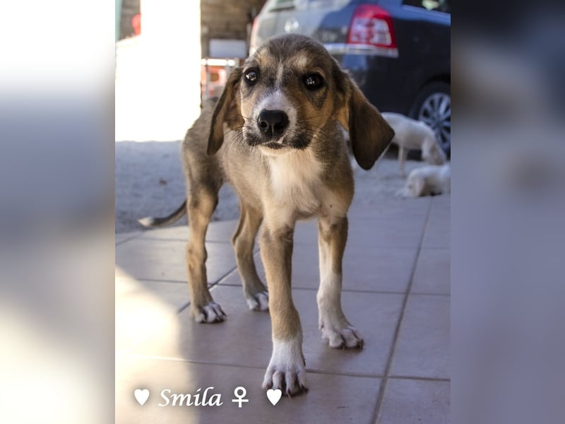 Suzi und Smila   suchen ein Zuhause