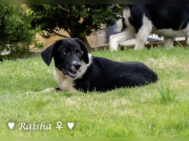 Ramon, Ralf, Randy, Ray und Raischa suchen ein Zuhause