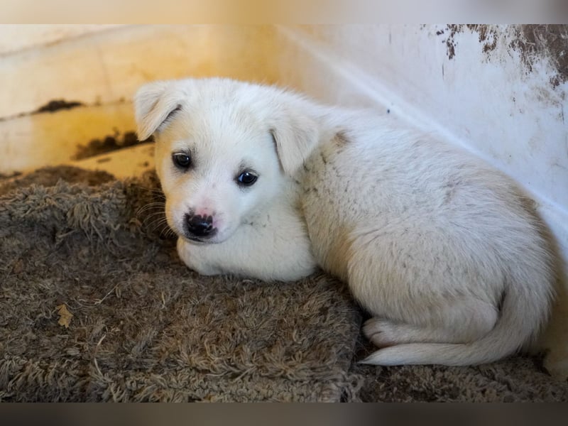 Unsere süßen Schneeflocken suchen ein Zuhause