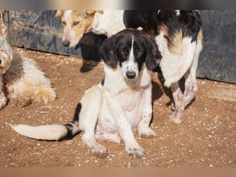 Darios, Dakis und Damon suchen ein Zuhause