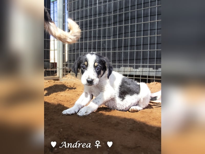Ada, Andrea, Annie, Anton, Albert und Argos  suchen ab Mitte November ein Zuhause