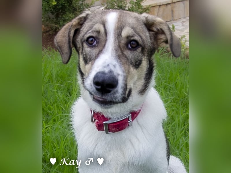 Kea  und Kay auf der Suche nach ihrer Familie