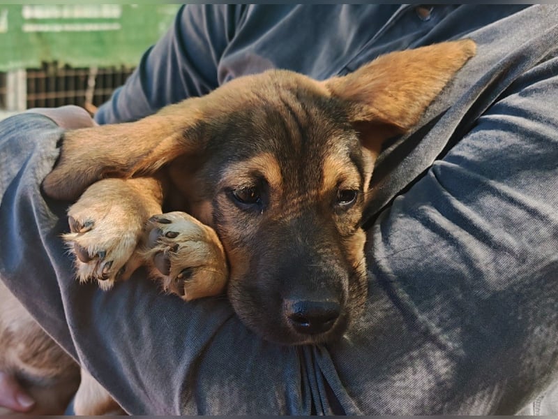 Der kleine Marlon sucht ein Zuhause (zur Pflege in SH)