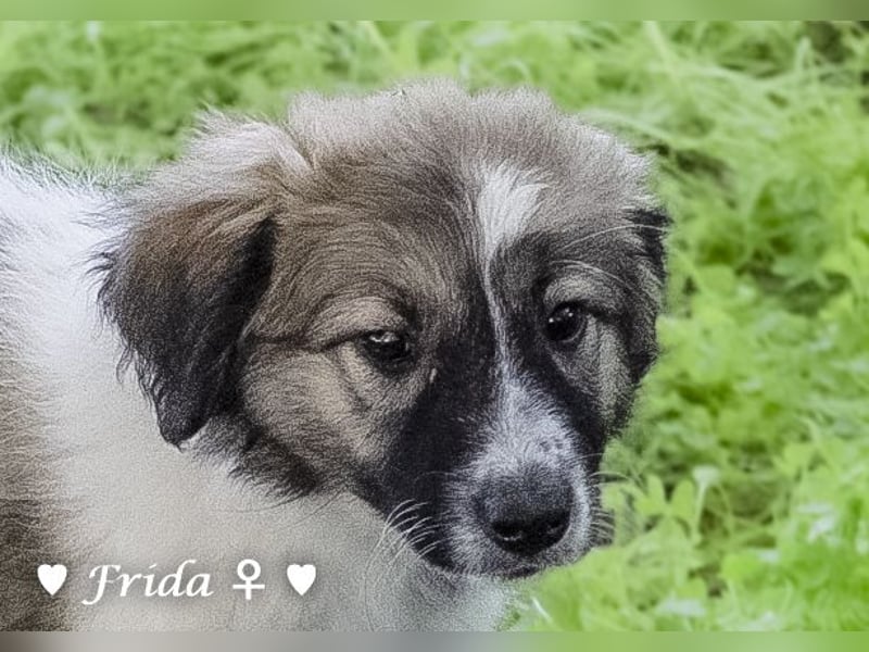 Felicita, Felix, Flori, Fanny, Frida und Fine suchen ab Ende Dezember ein Zuhause