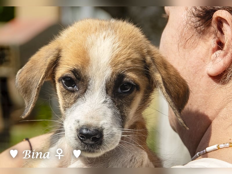 Barney, Bella, Bibi und Bina suchen ab Mitte November ein Zuhause