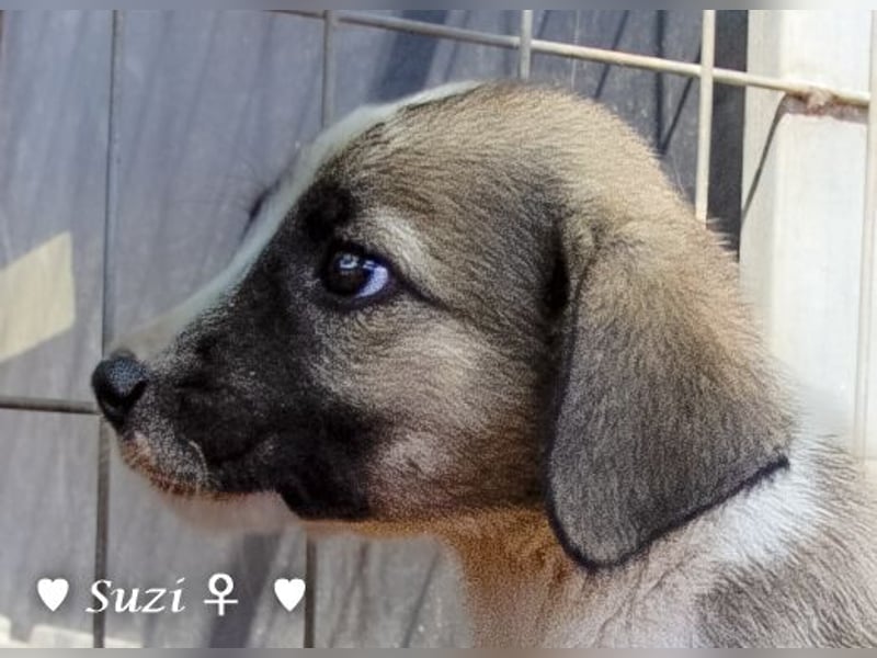 Suzi und Smila   suchen ein Zuhause