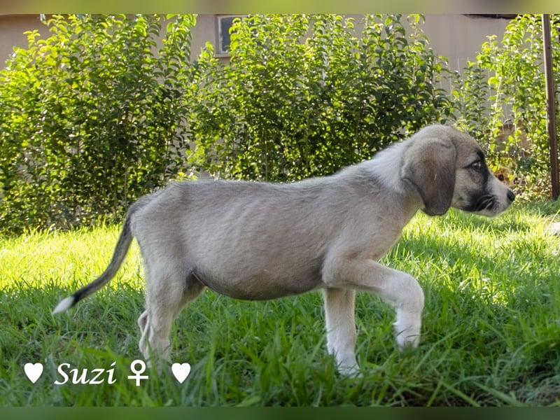 Suzi und Smila   suchen ein Zuhause
