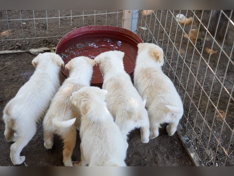 Unsere süßen Schneeflocken suchen ein Zuhause