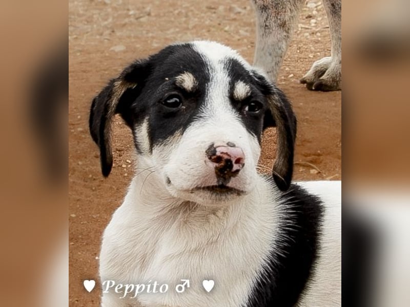 Update: Peppito  sucht ein Zuhause