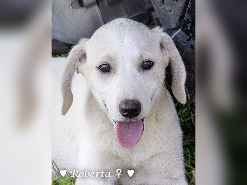 Roberta und Robbie, f.,  suchen eine Familie