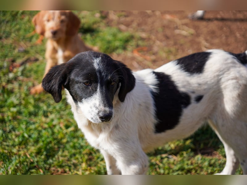 Dora, Darios, Dakis und Damon suchen ein Zuhause