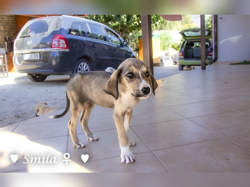 Suzi und Smila   suchen ein Zuhause