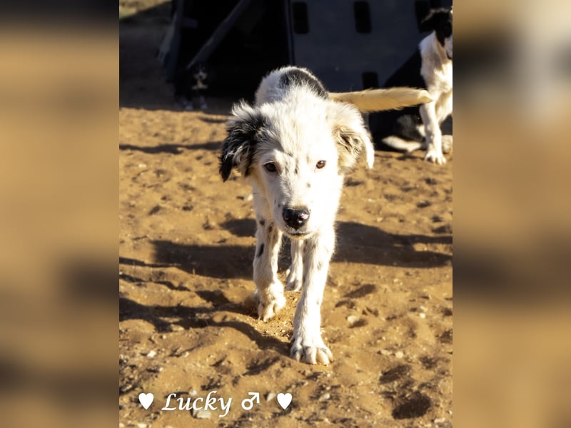 Kelly, Lucky und Brisco suchen ein Zuhause