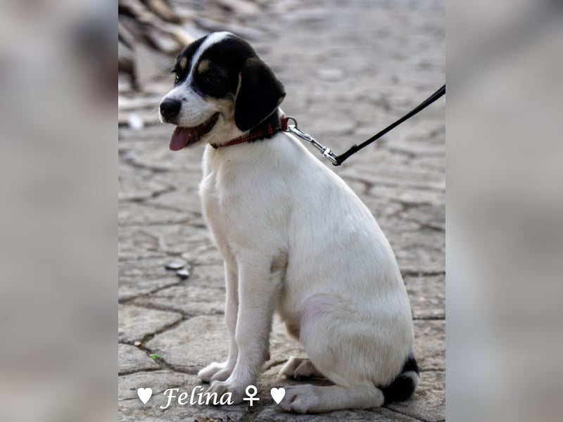 Prince und Felina  suchen ein Zuhause