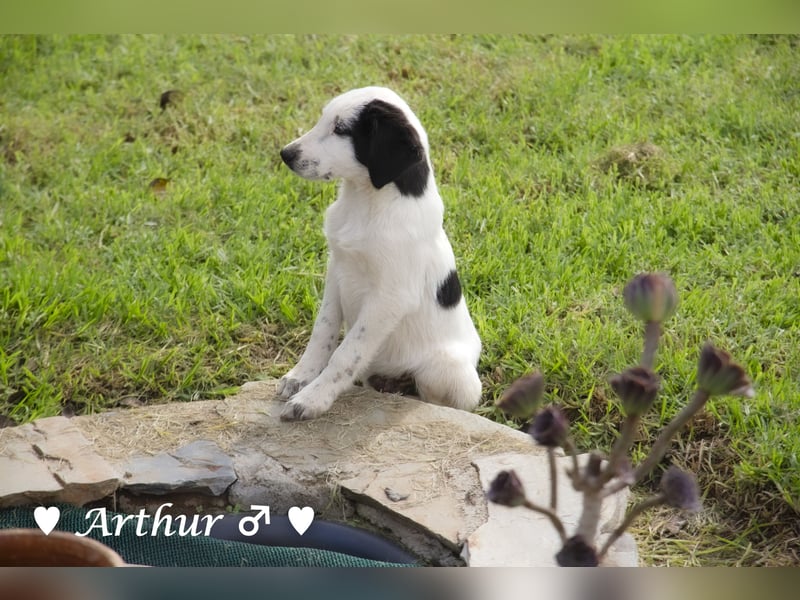 Arthur  und Argos  suchen ab Mitte November ein Zuhause