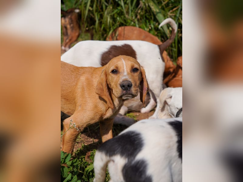 Gina, Giorgi, Gaia und Gino suchen ein Zuhause