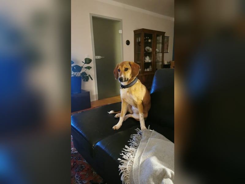 In der Südpfalz zu besuchen: Familienhündin Nellie sucht ihr Zuhause