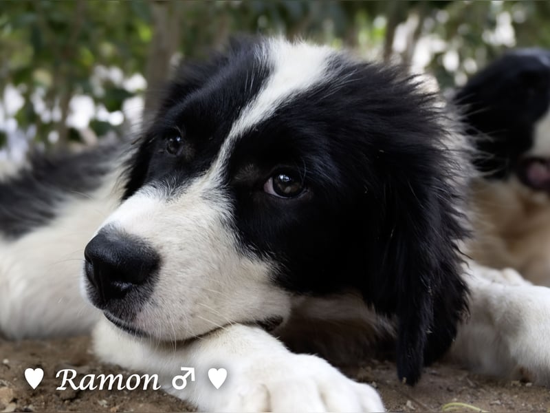 Ramon, Ralf, Randy, Ray und Raischa suchen ein Zuhause
