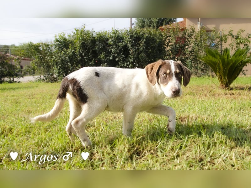 Arthur  und Argos  suchen ab Mitte November ein Zuhause