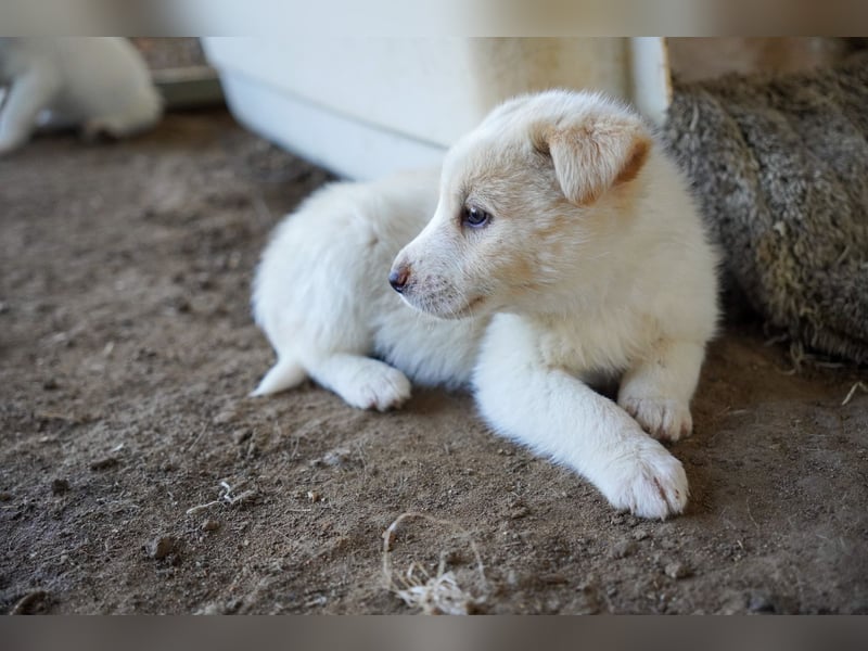 Unsere süßen Schneeflocken suchen ein Zuhause