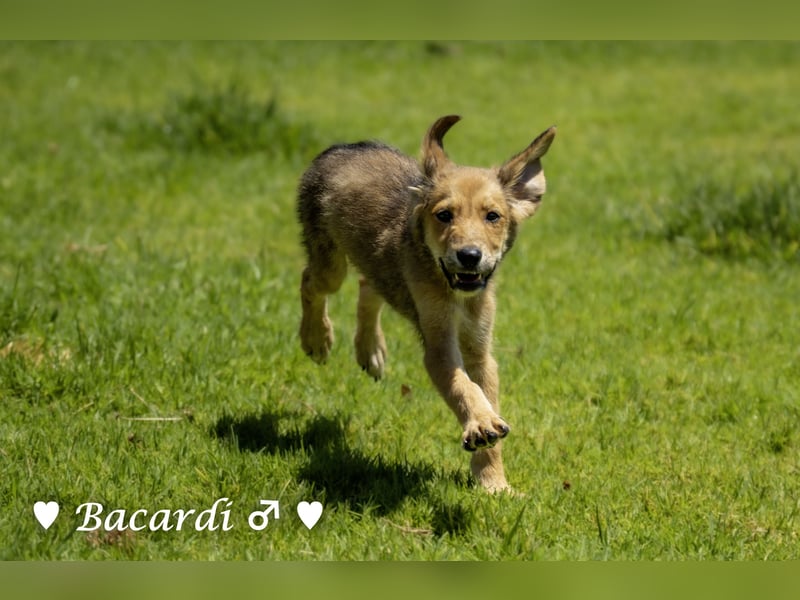 Bacardi, Biala, Babette und Bizou suchen ab August ihr Zuhause