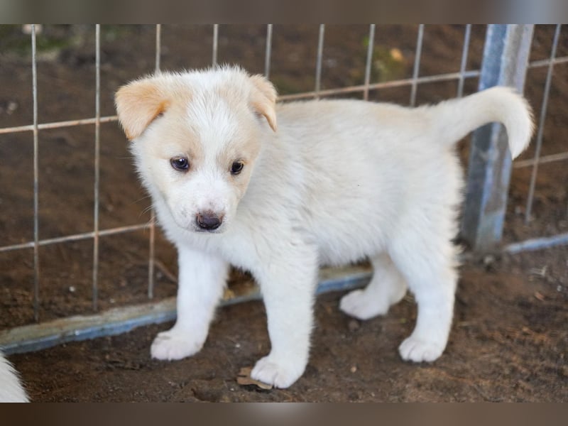 Unsere süßen Schneeflocken suchen ein Zuhause