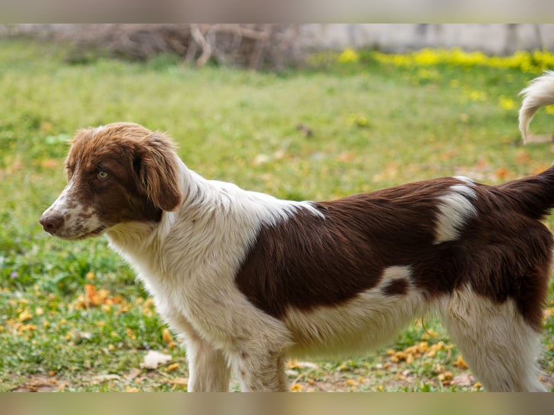 Darios sucht ein Zuhause