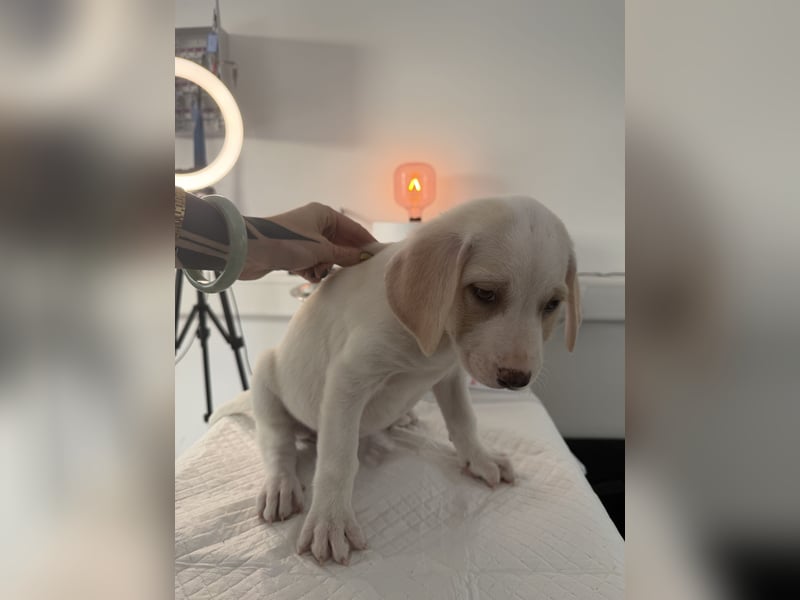 Im Westerwald zu besuchen: Zehn kleine Leben suchen ihr Für-immer-Zuhause