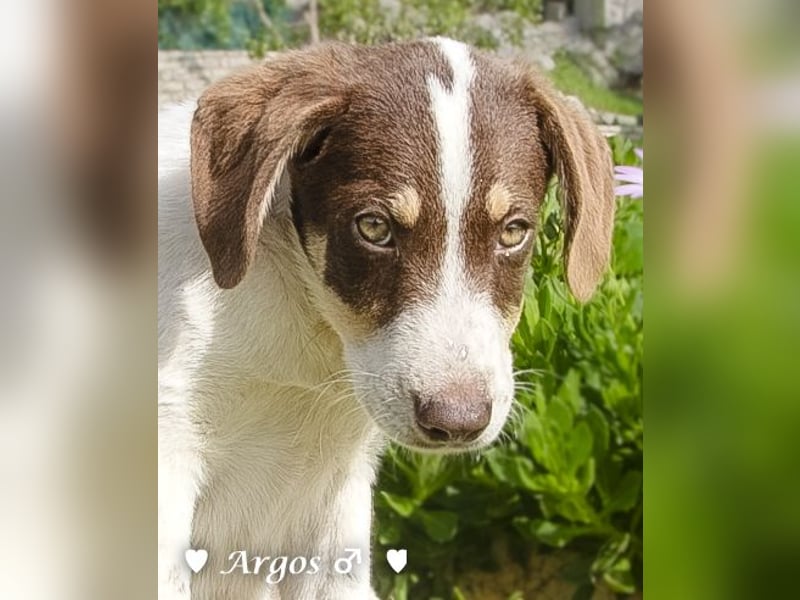 Arthur  und Argos  suchen ab Mitte November ein Zuhause