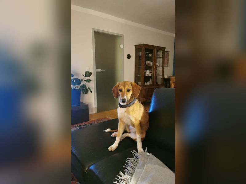 In der Südpfalz zu besuchen: Familienhündin Nellie sucht ihr Zuhause