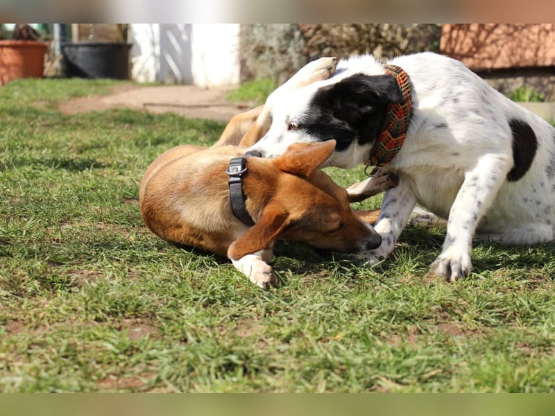 Verschmuste Familienhündin Nellie sucht ihr Zuhause - In der Südpfalz zu besuchen