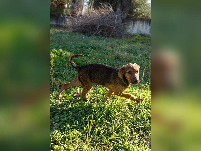 Gina, Giorgi, Gaia und Gino suchen ein Zuhause