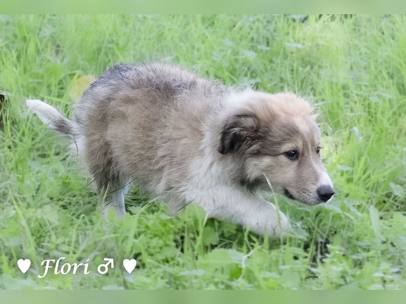 Felicita, Felix, Flori, Fanny, Frida und Fine suchen ab Ende Dezember ein Zuhause