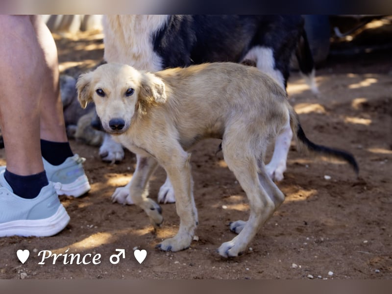 Prince und Felina  suchen ein Zuhause