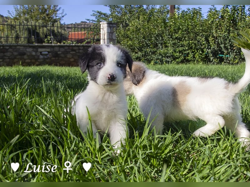 Luise, Luigi, Lucio und Peppito suchen ein Zuhause