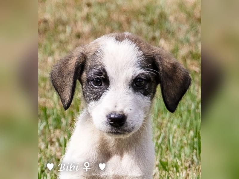 Barney, Bella, Bibi und Bina suchen ab Mitte November ein Zuhause