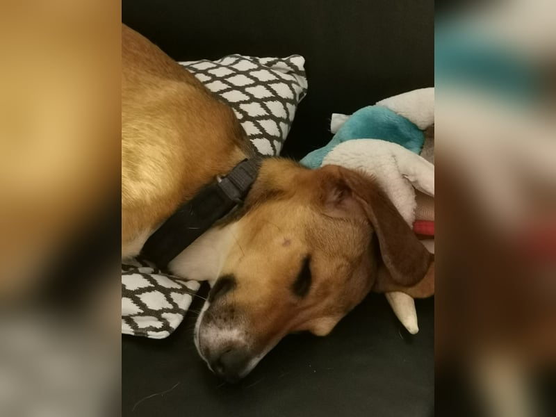 In der Südpfalz zu besuchen: Familienhündin Nellie sucht ihr Zuhause