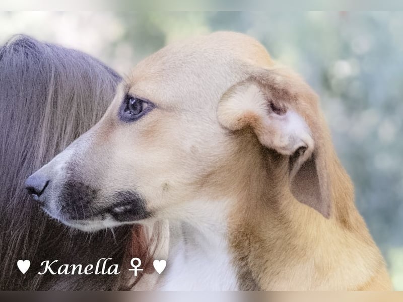 Kanella  sucht ein  Zuhause