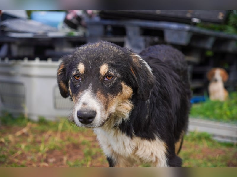 Doros, Dinos, Deri und Dex  suchen ein Zuhause