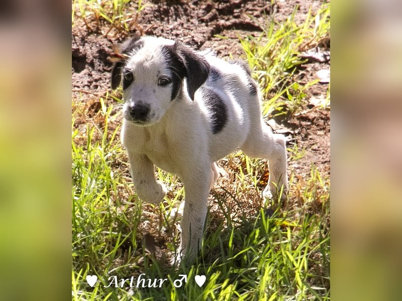 Arthur  und Argos  suchen ab Mitte November ein Zuhause