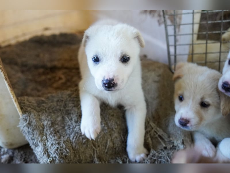 Unsere süßen Schneeflocken suchen ein Zuhause