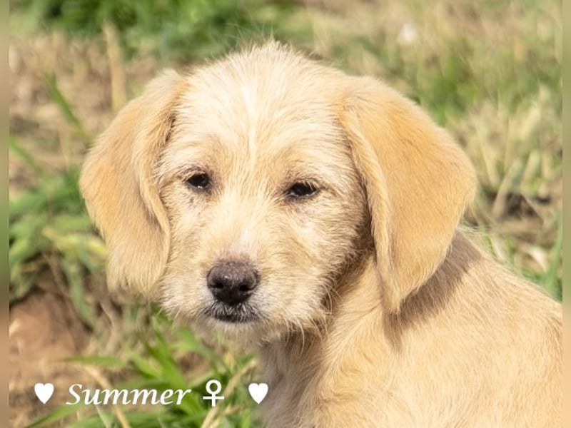 Willie, Wilma und Summer suchen ein Zuhause