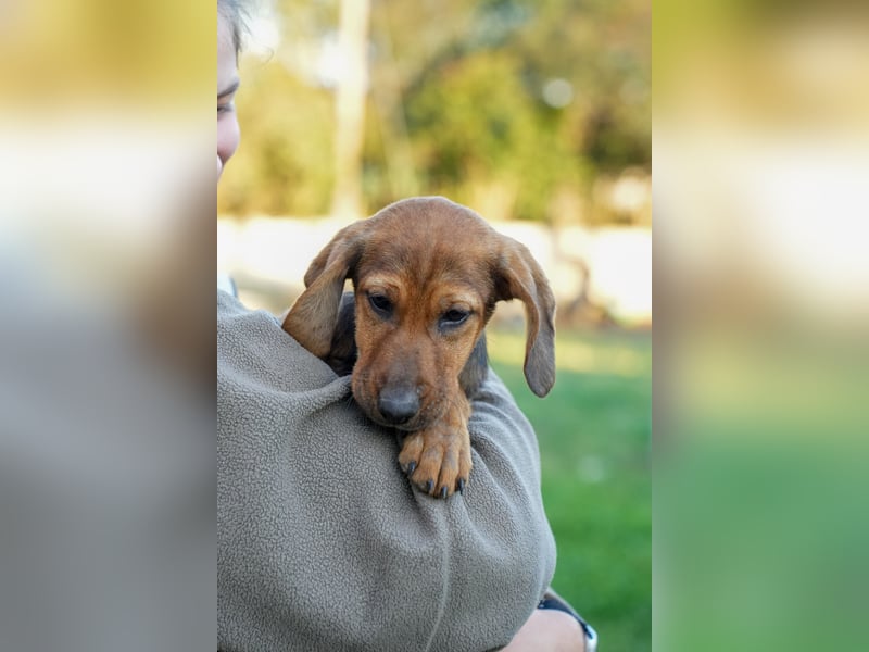 Gina, Giorgi, Gaia und Gino suchen ein Zuhause