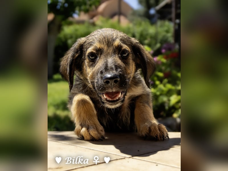Baci, Bado und Bilka suchen ab 1.8. ein Zuhause