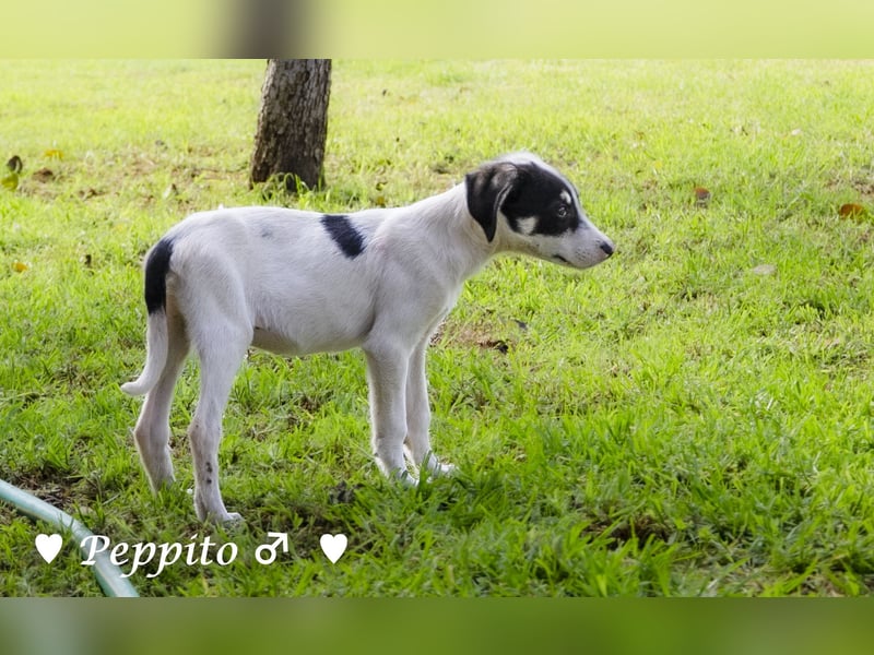 Update: Peppito  sucht ein Zuhause