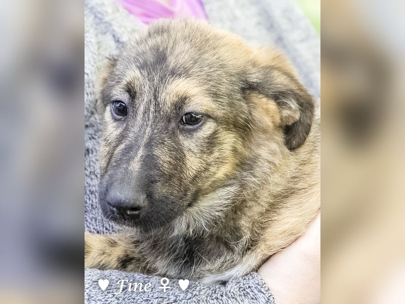 Felicita, Felix, Flori, Fanny, Frida und Fine suchen ab Ende Dezember ein Zuhause