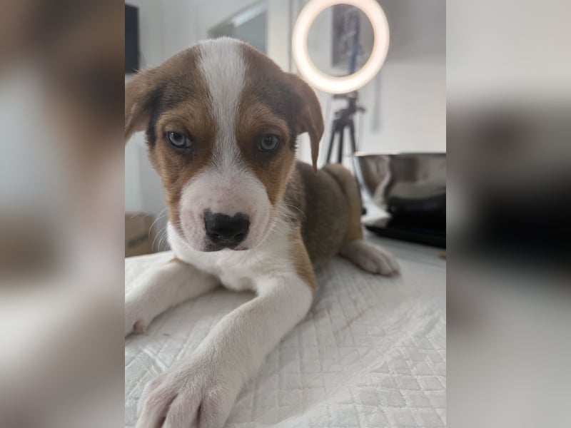 Im Westerwald zu besuchen: Zehn kleine Leben suchen ihr Für-immer-Zuhause