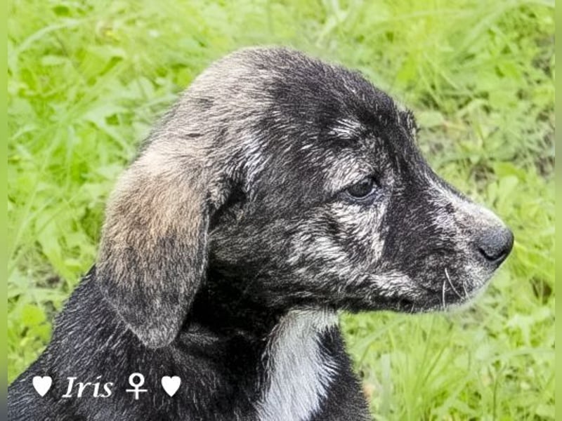 Ira, Iris und Izzy suchen ab Januar ein Zuhause