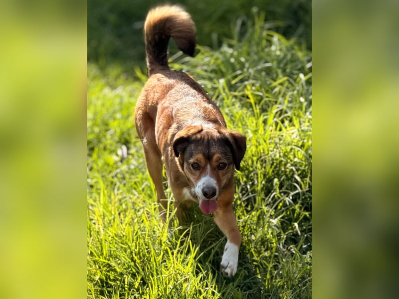 Traurige Bella  kann in der Südpfalz  besucht werden